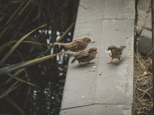 Free stock photo of 4k, 4k wallpaper, bird