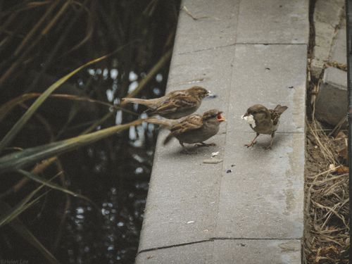 Free stock photo of 4k, 4k wallpaper, bird Stock Photo