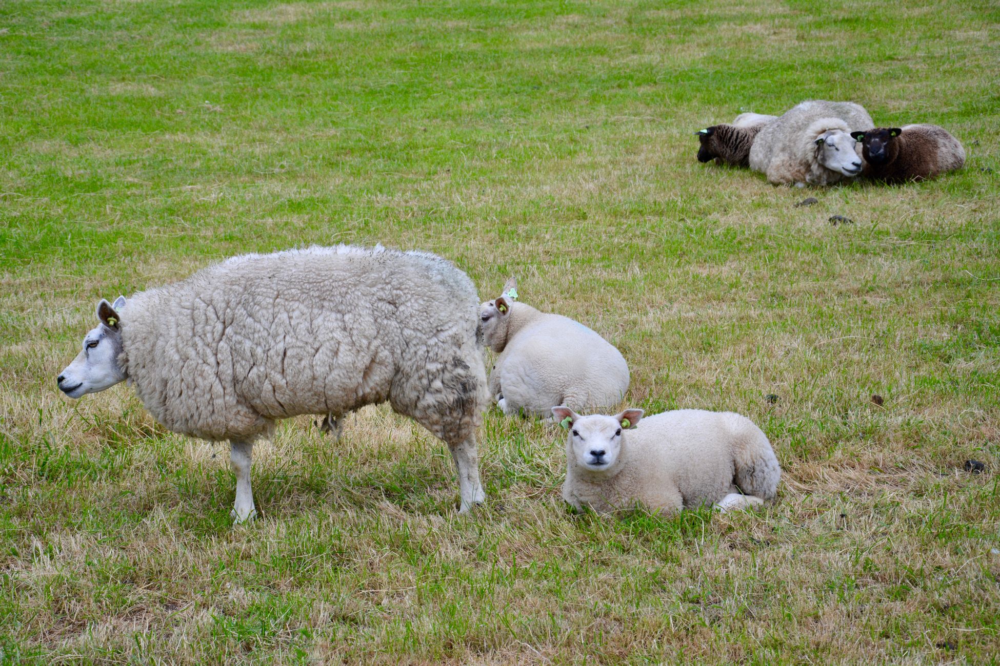 Kinderboerderij in Best mogelijk op de schop