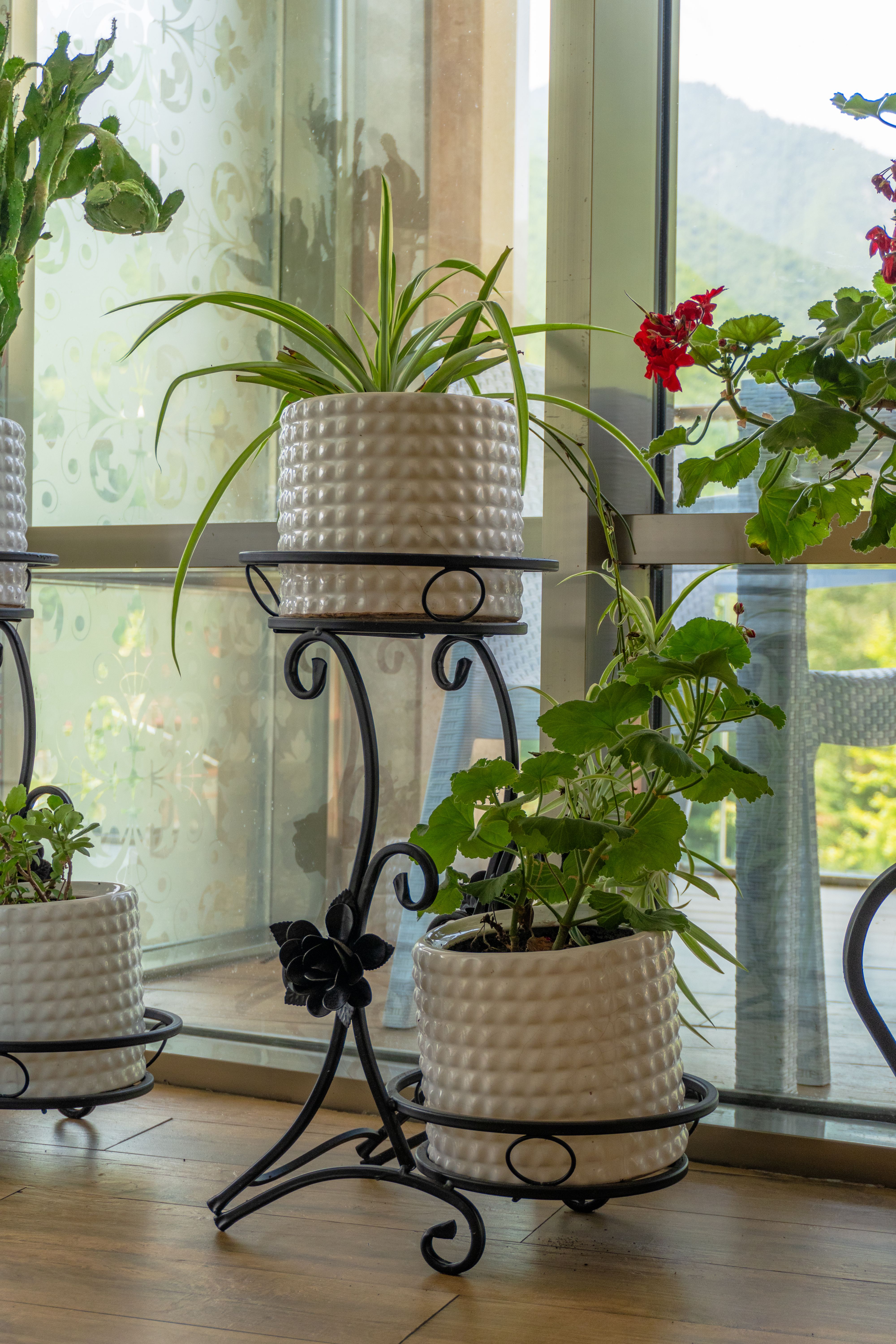 Stylish indoor plants in decorative pots by a window