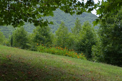 Free Lush green landscape with blooming flowers in Sheki, Azerbaijan during summer. Stock Photo