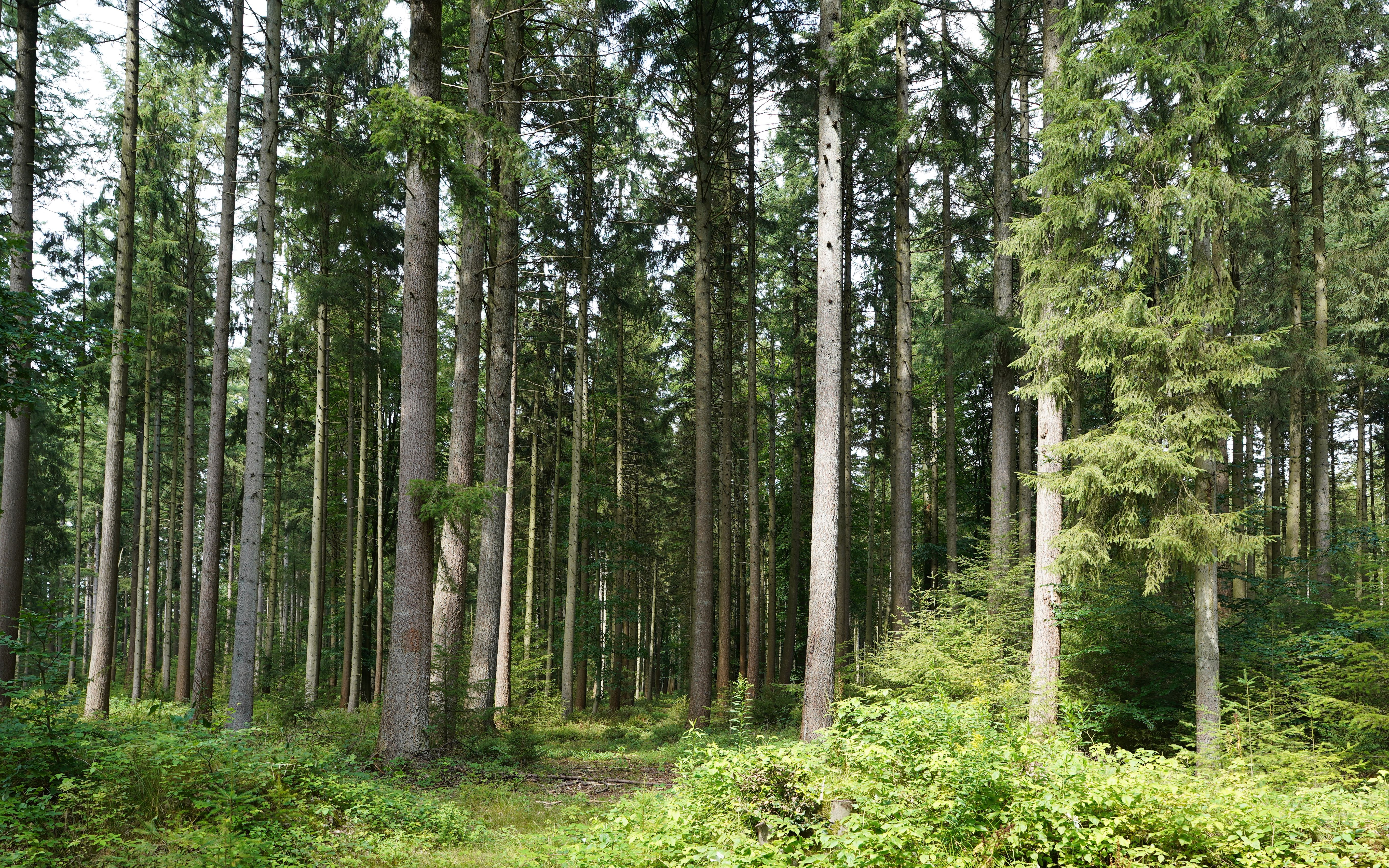 How tall and short trees can coexist in old growth forests
