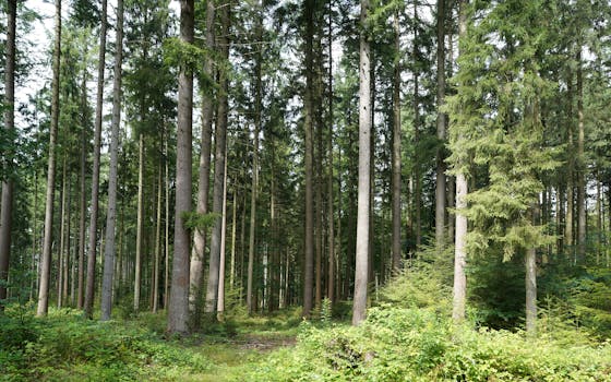 Explore the serene beauty of a lush pine forest in Hohenhorn, Schleswig-Holstein, Germany.