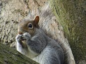 一张灰松鼠白天在树枝上吃坚果的详细照片