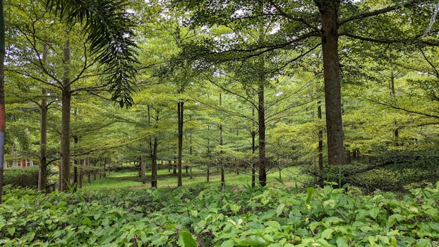 A beautiful view of lush green trees in a tranquil forest setting during summer.
