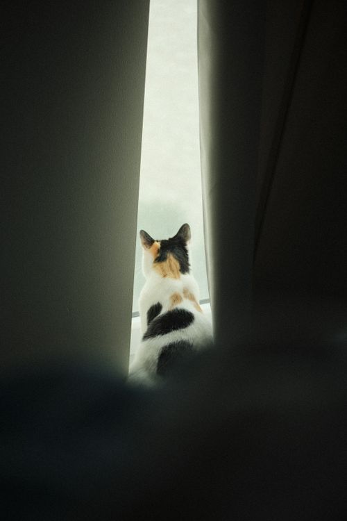 Free A peaceful calico cat gazes outside through parted curtains. Stock Photo