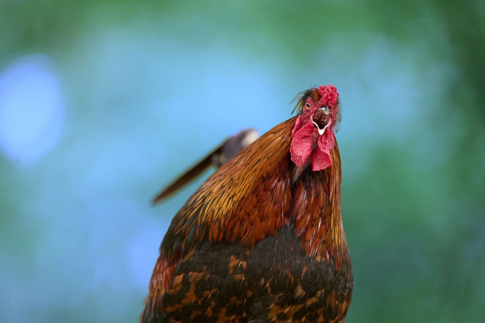 A vibrant rooster with brown and black feathers crows with its beak wide open. The bird is captured in a close-up shot against a soft, blurry green and blue background, creating a beautifu...