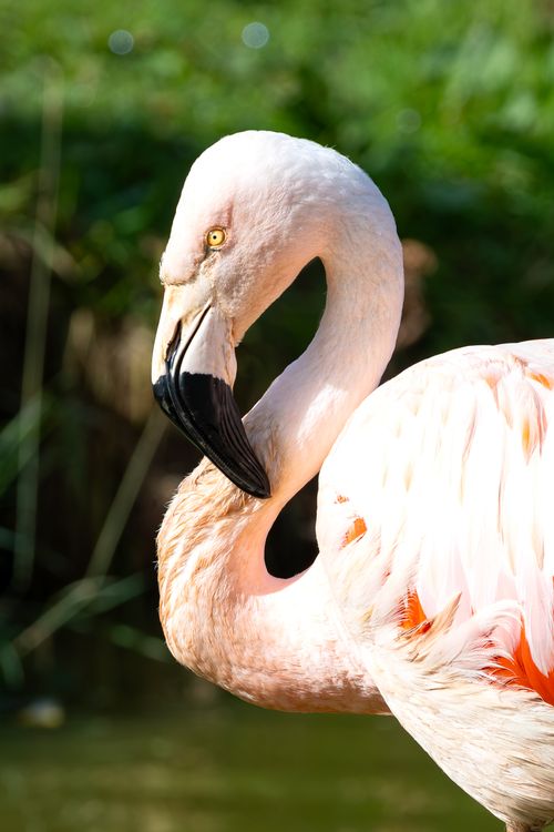 Free Detailed close-up of a pink flamingo with lush green background, taken at Paris Zoo. Stock Photo