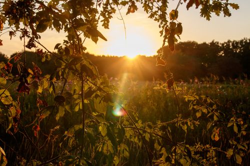 Free Capture of a stunning sunset through autumn leaves in a serene landscape. Stock Photo