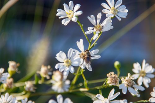Free Close-up view of a bee pollinating white wildflowers, showcasing nature's beauty in a vibrant outdoor setting. Stock Photo