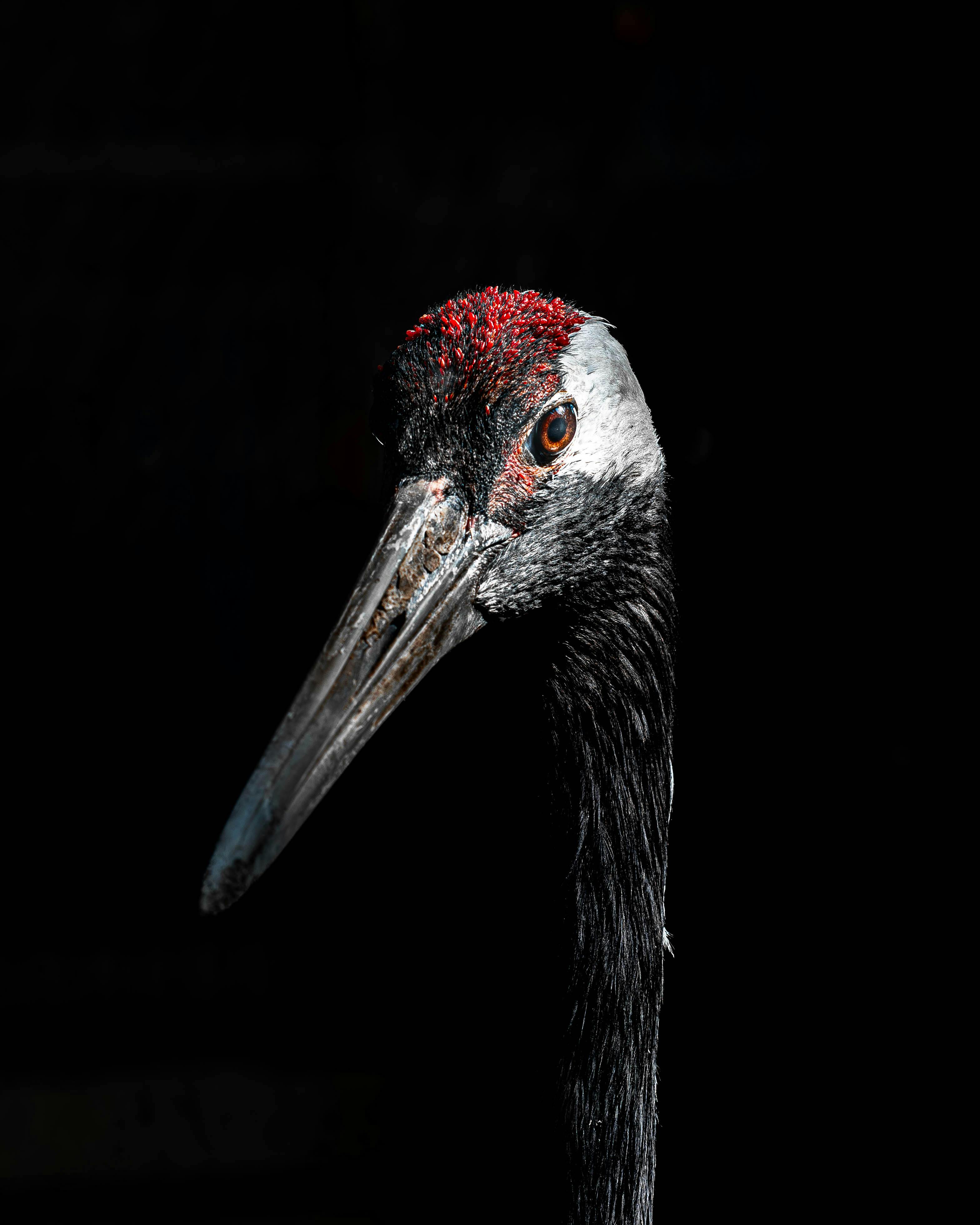 Intimate portrait of a Sarus Crane with a dark background, highlighting its distinctive red crown.