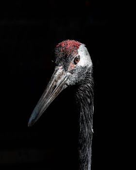 Intimate portrait of a Sarus Crane with a dark background, highlighting its distinctive red crown.