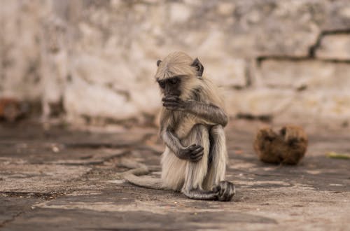 Free stock photo of monkey, wild life