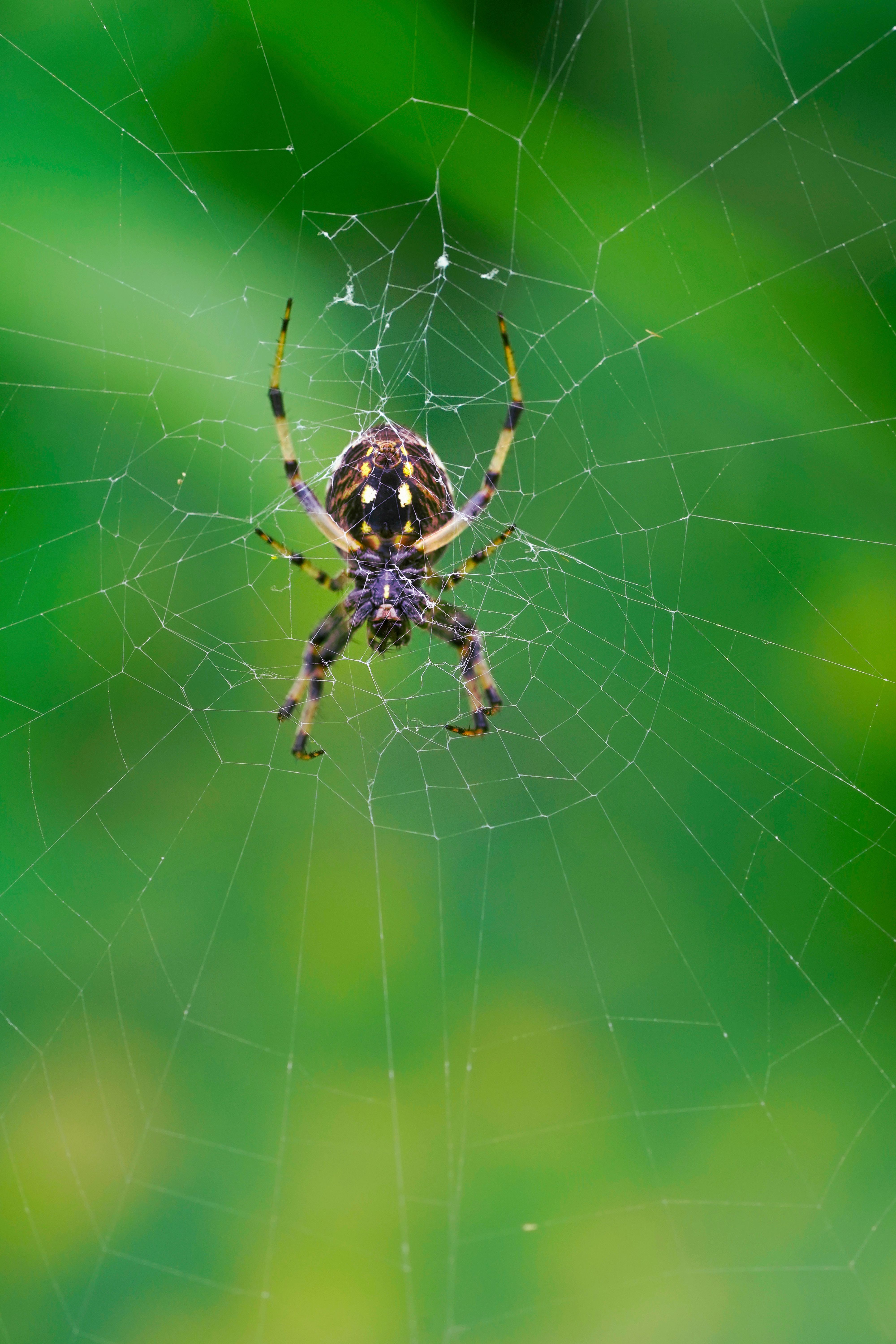 Close-up of Araneus Diadematus Spider on Web · Free Stock Photo