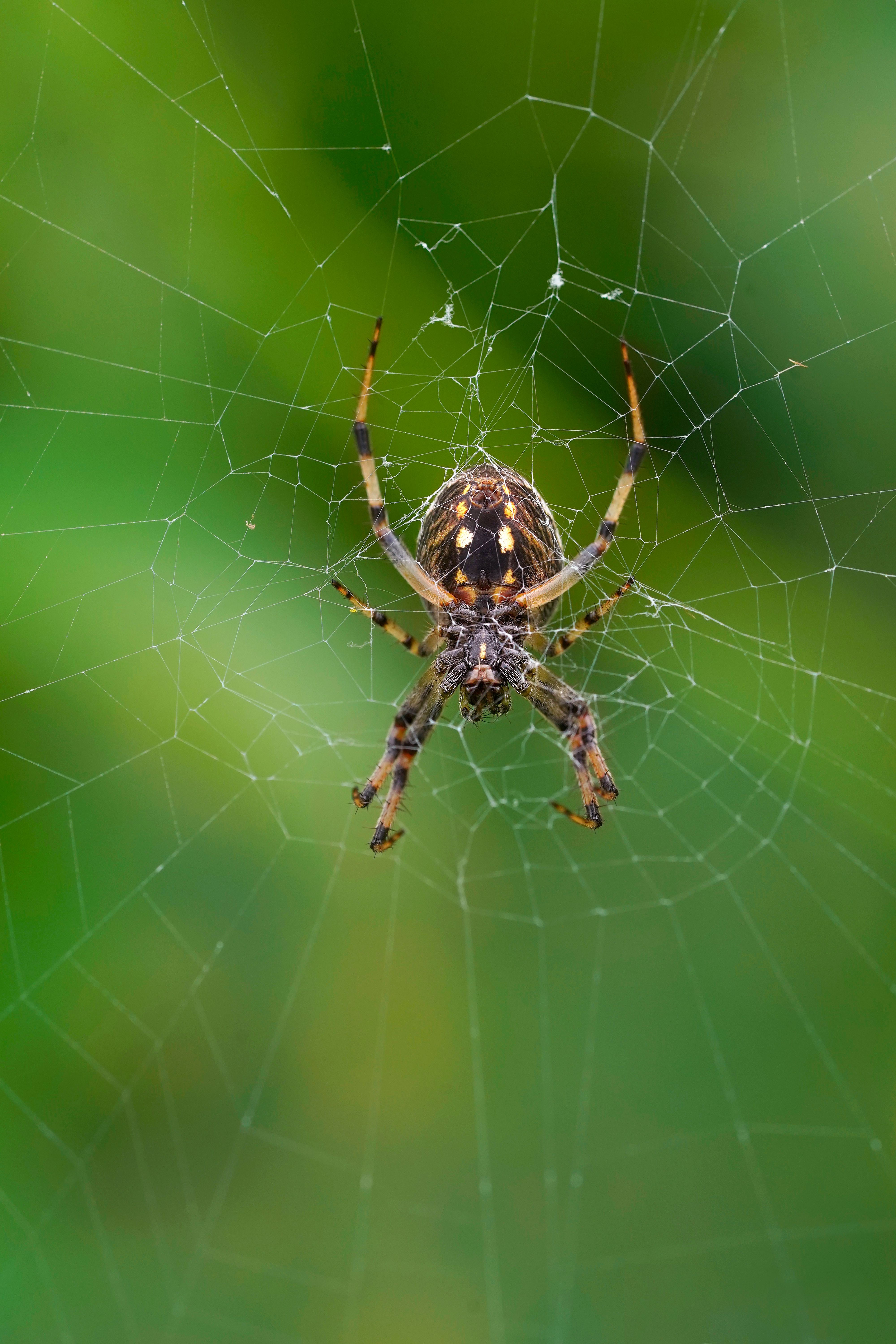 Spider Web Removal Services in Viola, DE