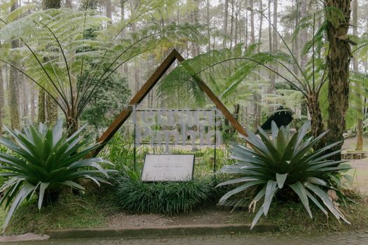 Scenic entrance of Taman Pinus with lush greenery and ferns in a tranquil forest setting. - Fotografer Sidoarjo