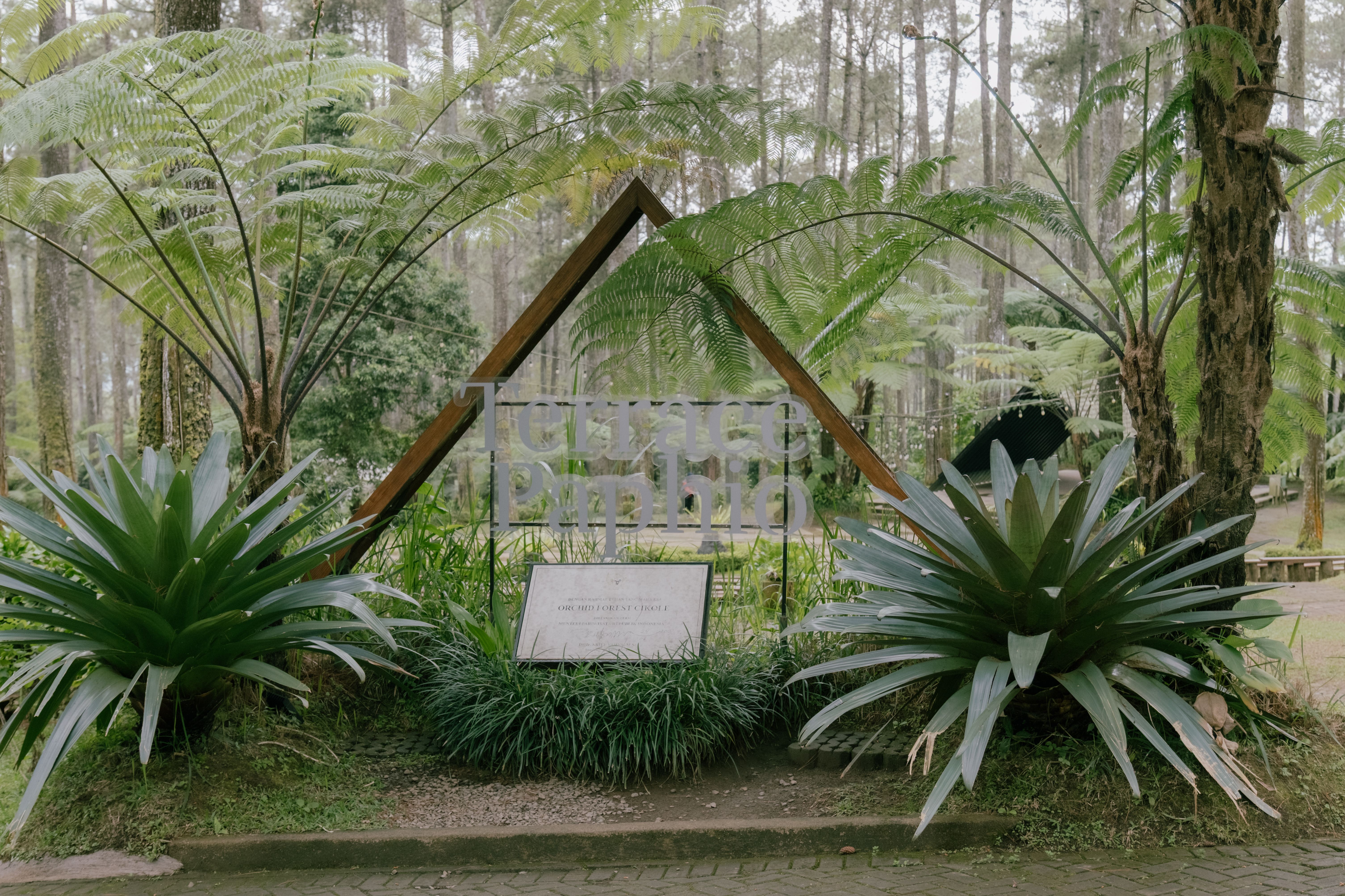 Forested Entrance to Tourist Park with Lush Ferns