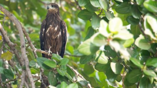 Free A powerful brown eagle perched amidst vibrant greenery, showcasing its natural habitat. Stock Photo