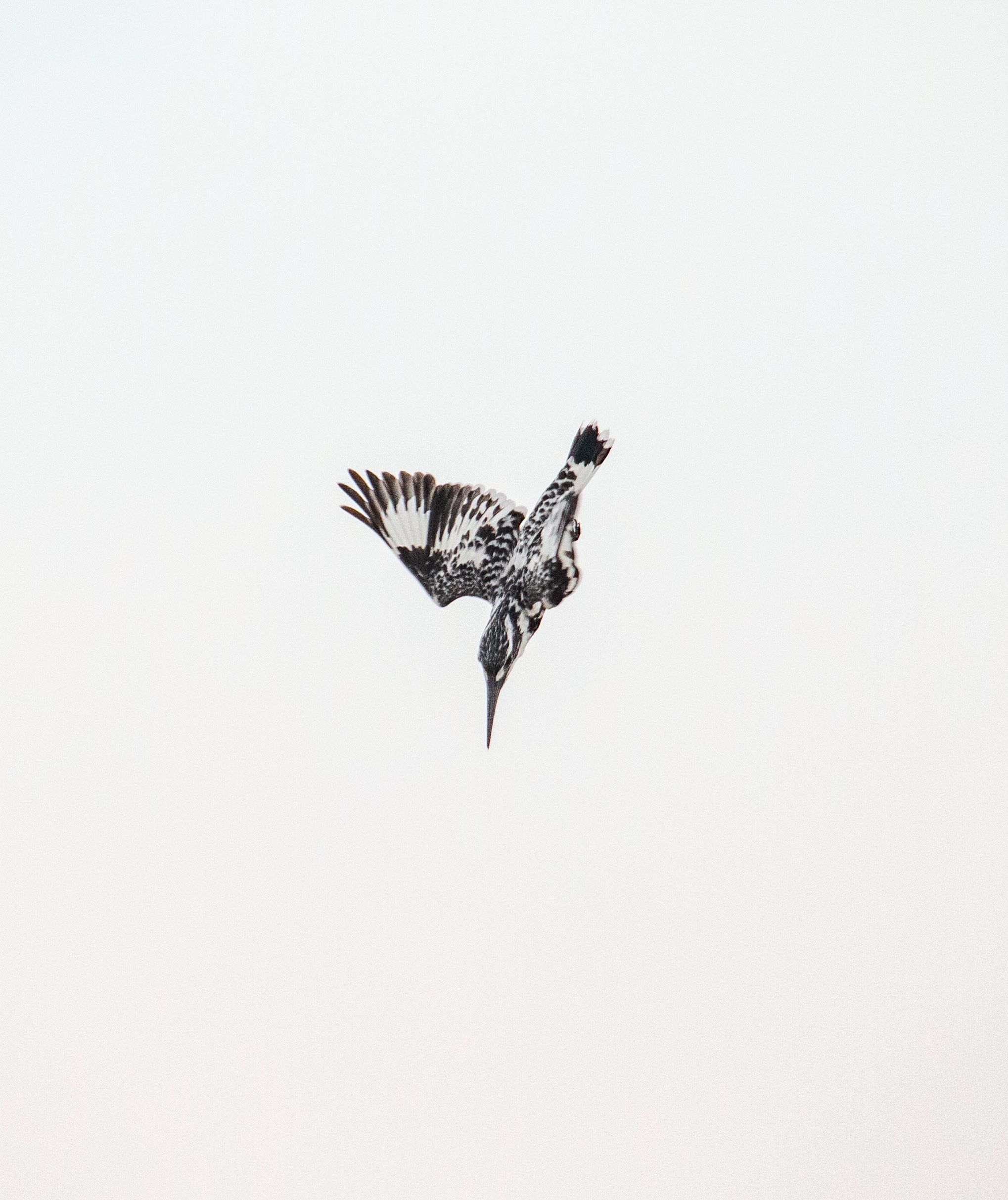 Capture of a pied kingfisher diving gracefully against a clear sky, showcasing its hunting skills.