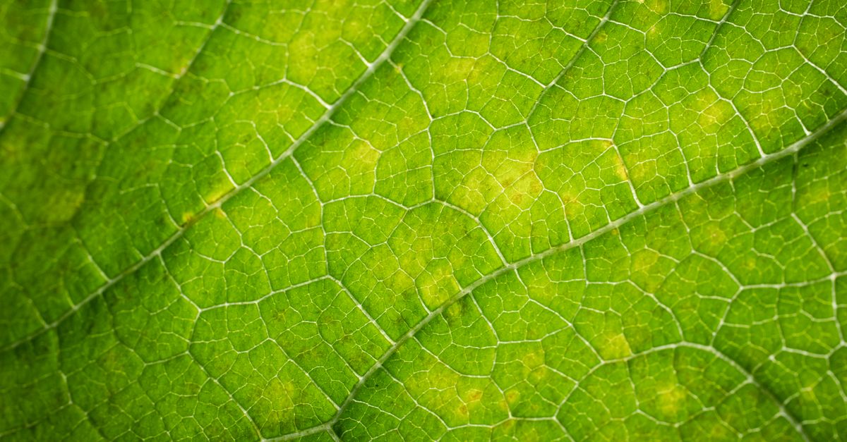 Cochenille : Guide Traitement et Prévention