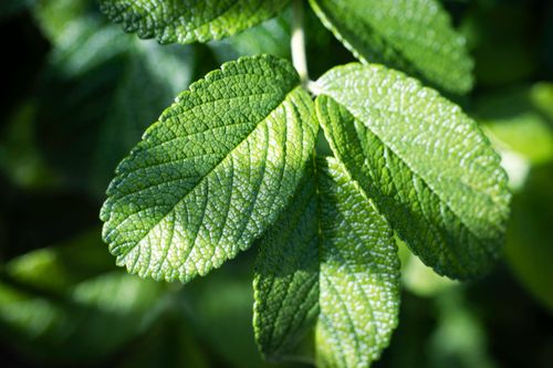 Free Detailed macro shot of vibrant green leaves with sunlight highlighting their texture and veins. Stock Photo