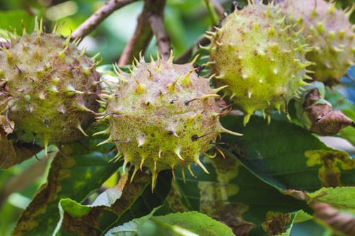 Free Detailed view of spiky horse chestnuts on a tree in Kapfenberg, Austria. Stock Photo