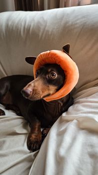 Cute dachshund wearing a Halloween-themed hat on a couch, creating a playful festive mood.