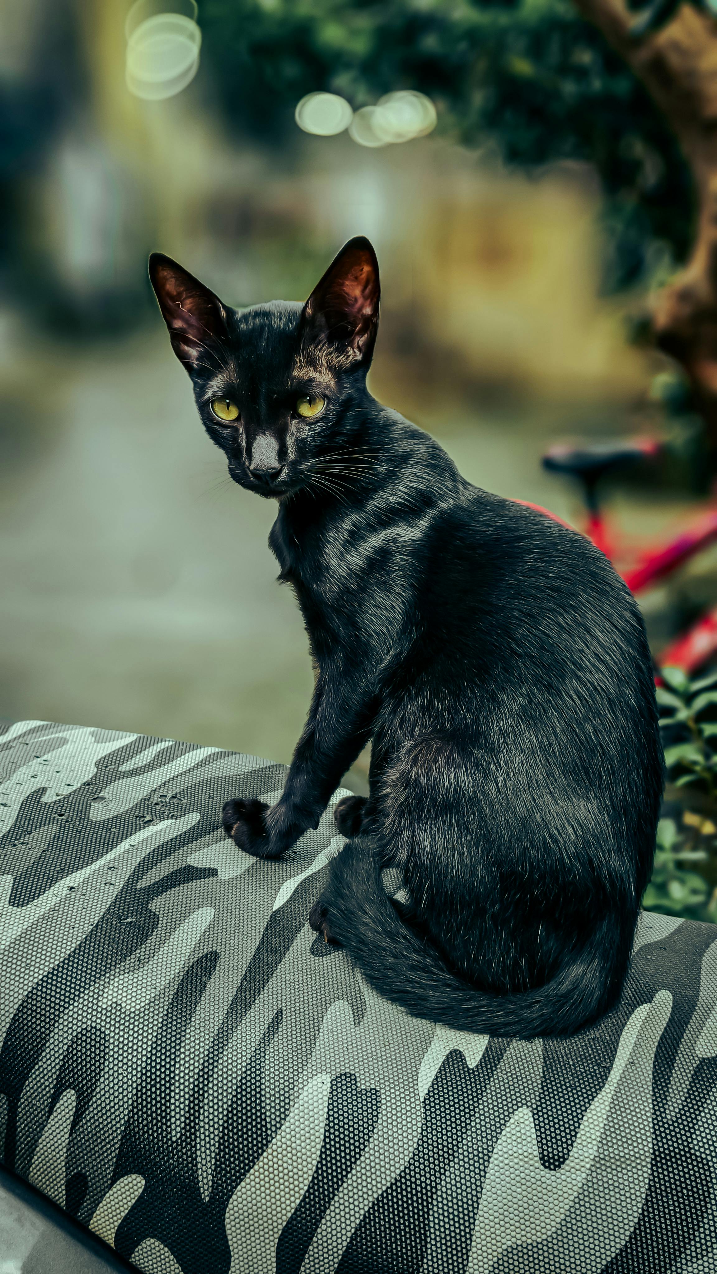 Free Portrait of an elegant black cat sitting calmly in an outdoor setting, showcasing its sleek black fur and striking eyes. Stock Photo