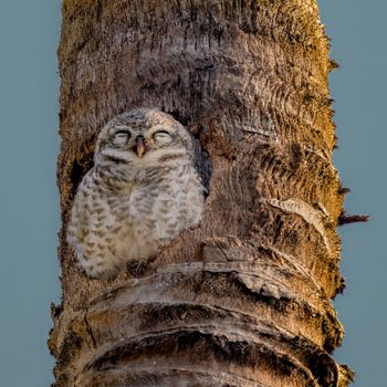 Owlet Cam and Smart Sock