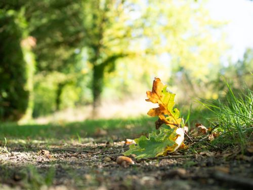 Free Close-up of a fallen oak leaf on a sunlit path, surrounded by lush greenery in autumn. Stock Photo