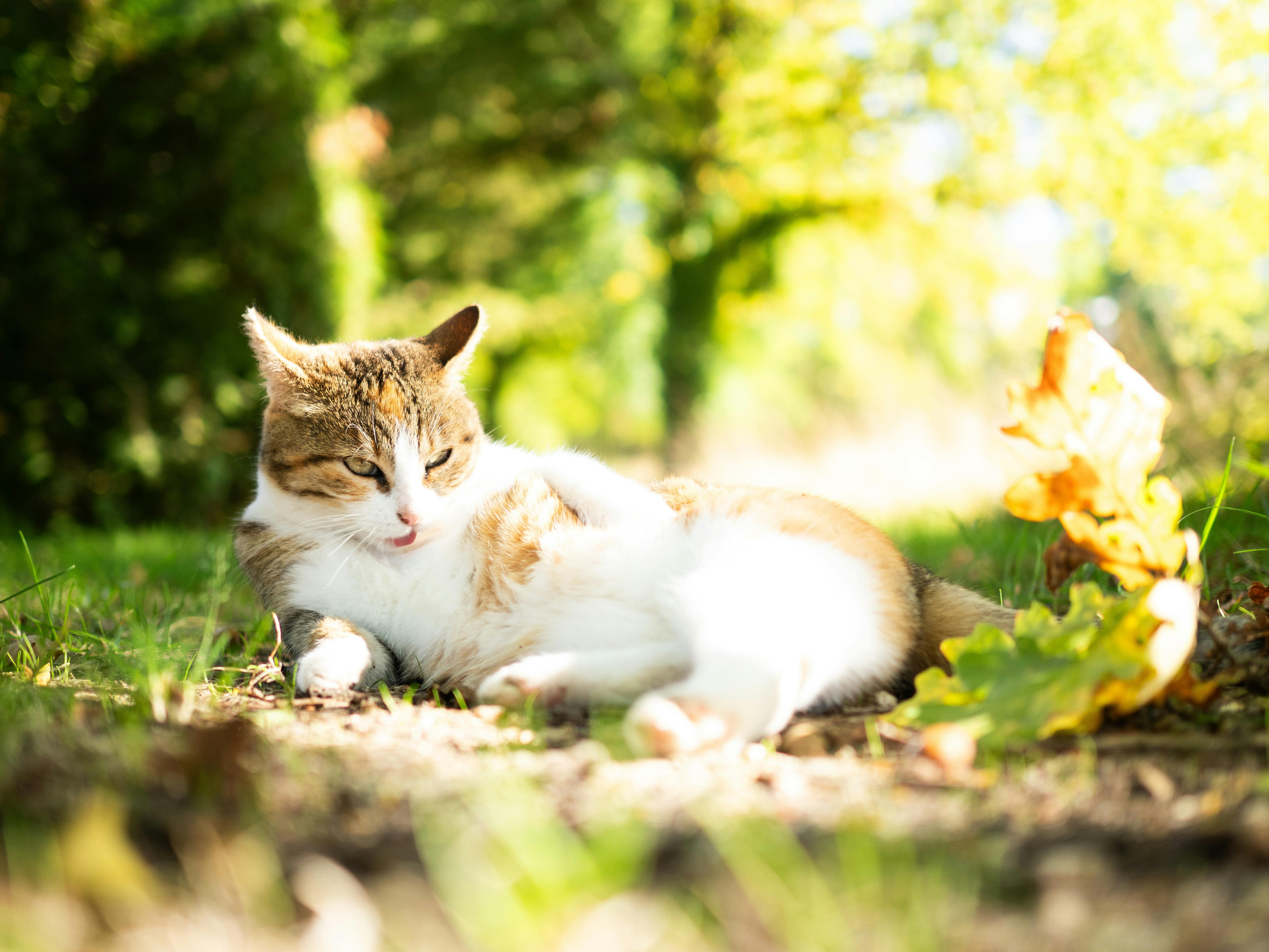 A cat lying in the sunlit garden, enjoying a peaceful afternoon.