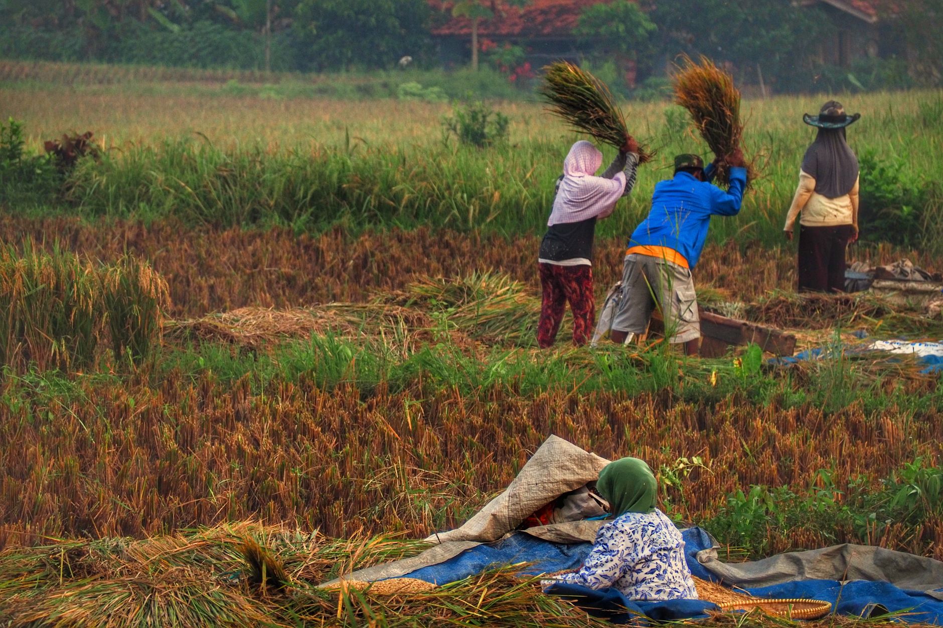 Produksi Padi Nasional Diprediksi Menurun, Produksi Jagung Justru Melonjak