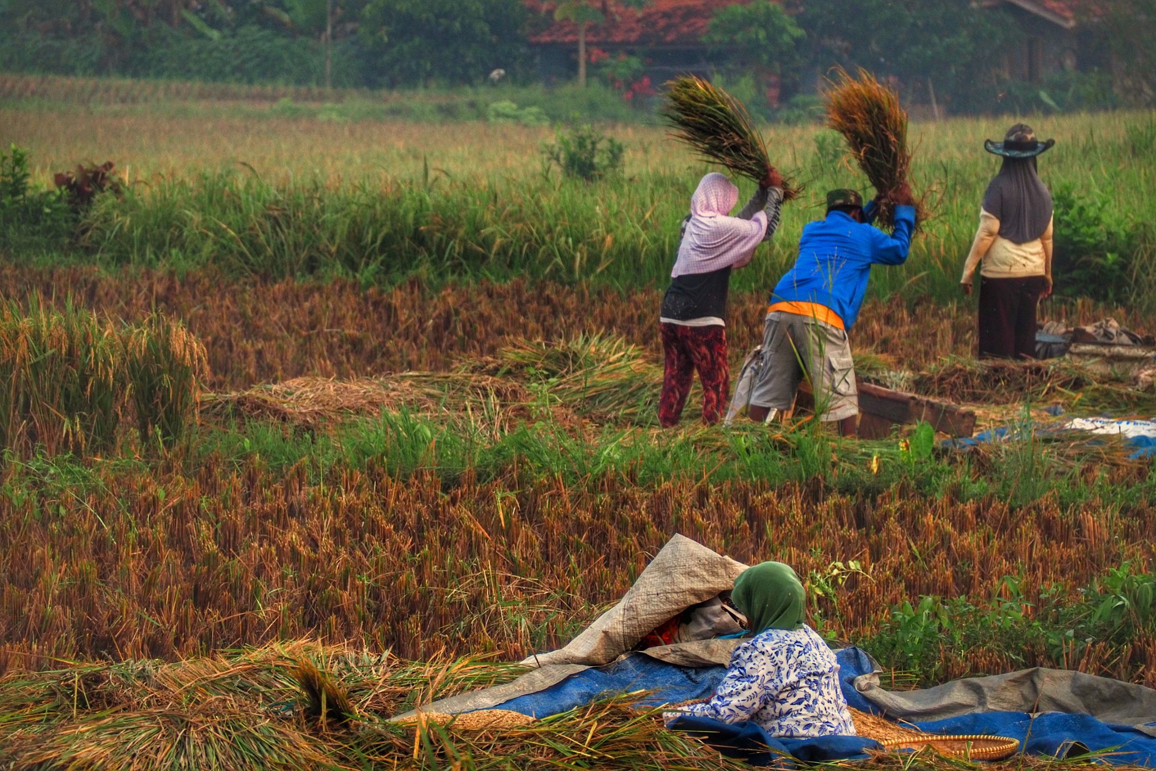 Farmers Harvesting Rice in West Java, Indonesia · Free Stock Photo