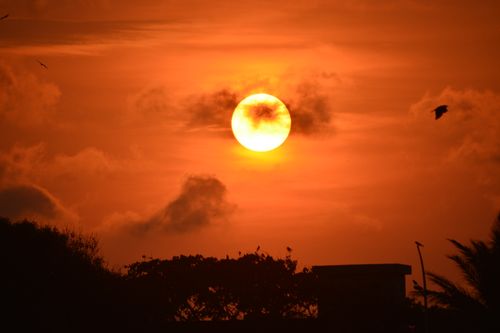 Free Stunning sunset with vivid orange sky and silhouetted trees and birds. Stock Photo