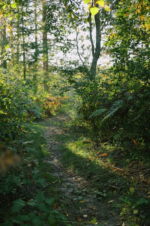 Free A peaceful woodland path surrounded by lush greenery in Harbor Springs, Michigan. Stock Photo