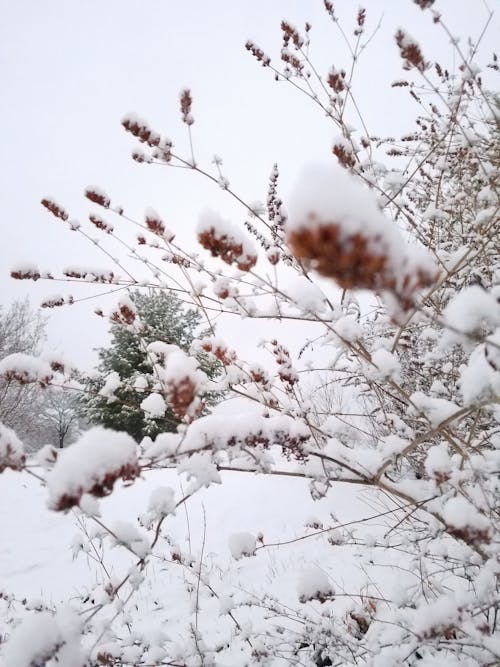 Free stock photo of bush, snow, winter