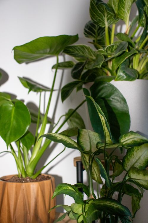 Stylish Indoor Houseplants in Geometric Pots  Free Stock Photo