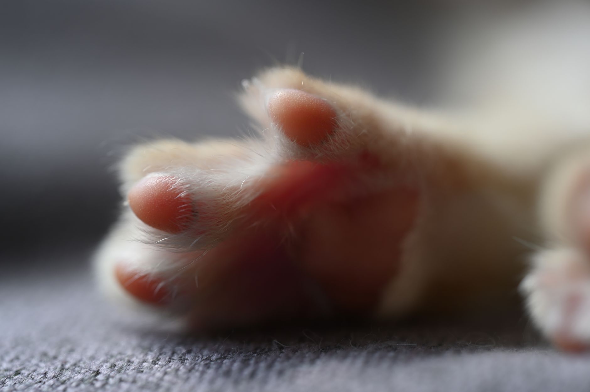 How Much Space Does a Ferret Need?