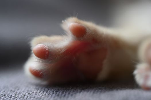 Close-up image of a kitten's soft, delicate paw resting on a cozy fabric surface.