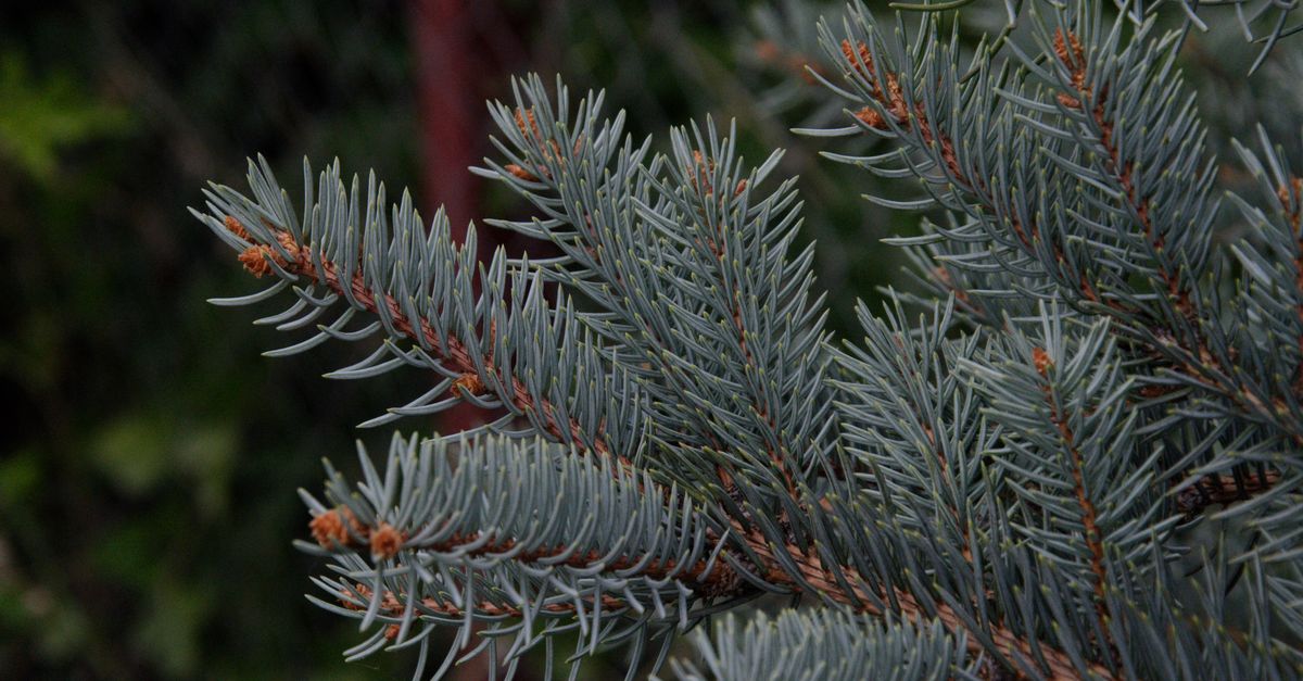 Detailed view of blue spruce branches showing sharp needles in a natural setting.