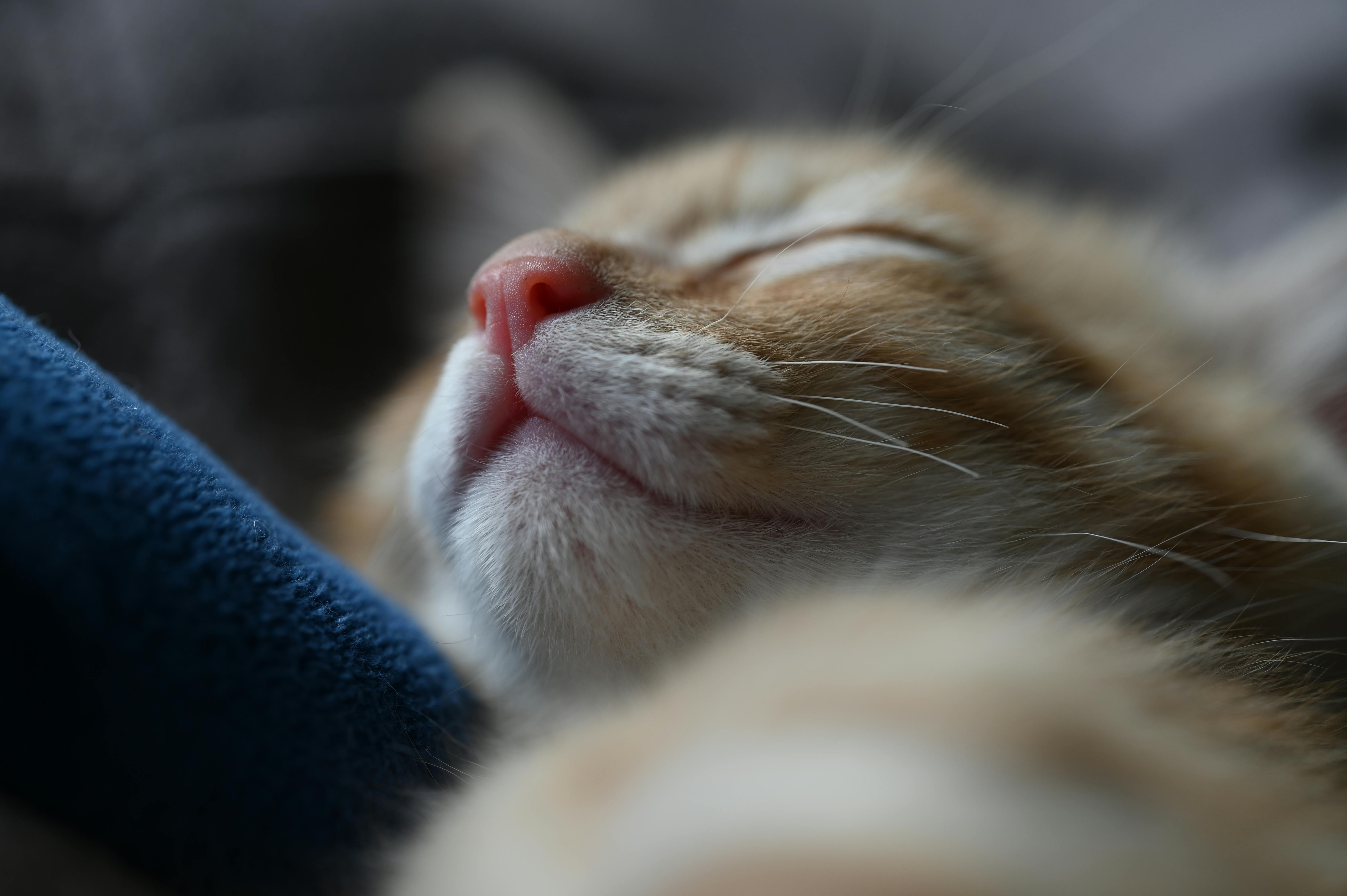 Why undisturbed sleep is important to brain injury recovery — Photo by J.D. Books on Pexels
