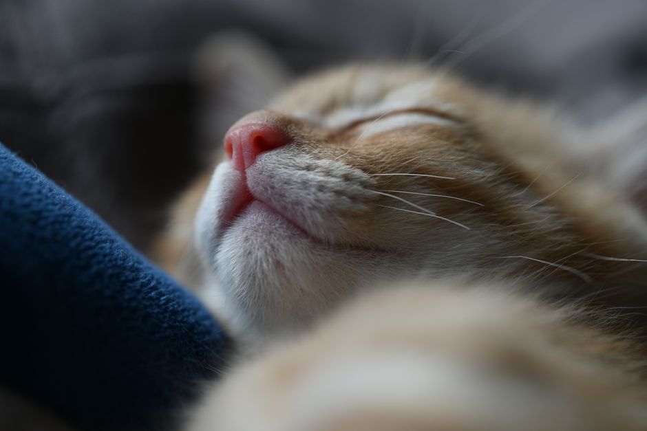 Close-up of a ginger kitten asleep with its eyes shut and chin tipped up against a navy blue blanket