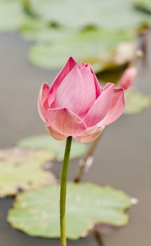 Close-up of a vibrant pink lotus flower in full bloom on a calm pond in Vietnam.