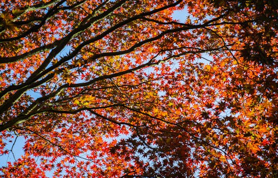 Captivating view of red and orange maple leaves in autumn with a clear blue sky background.