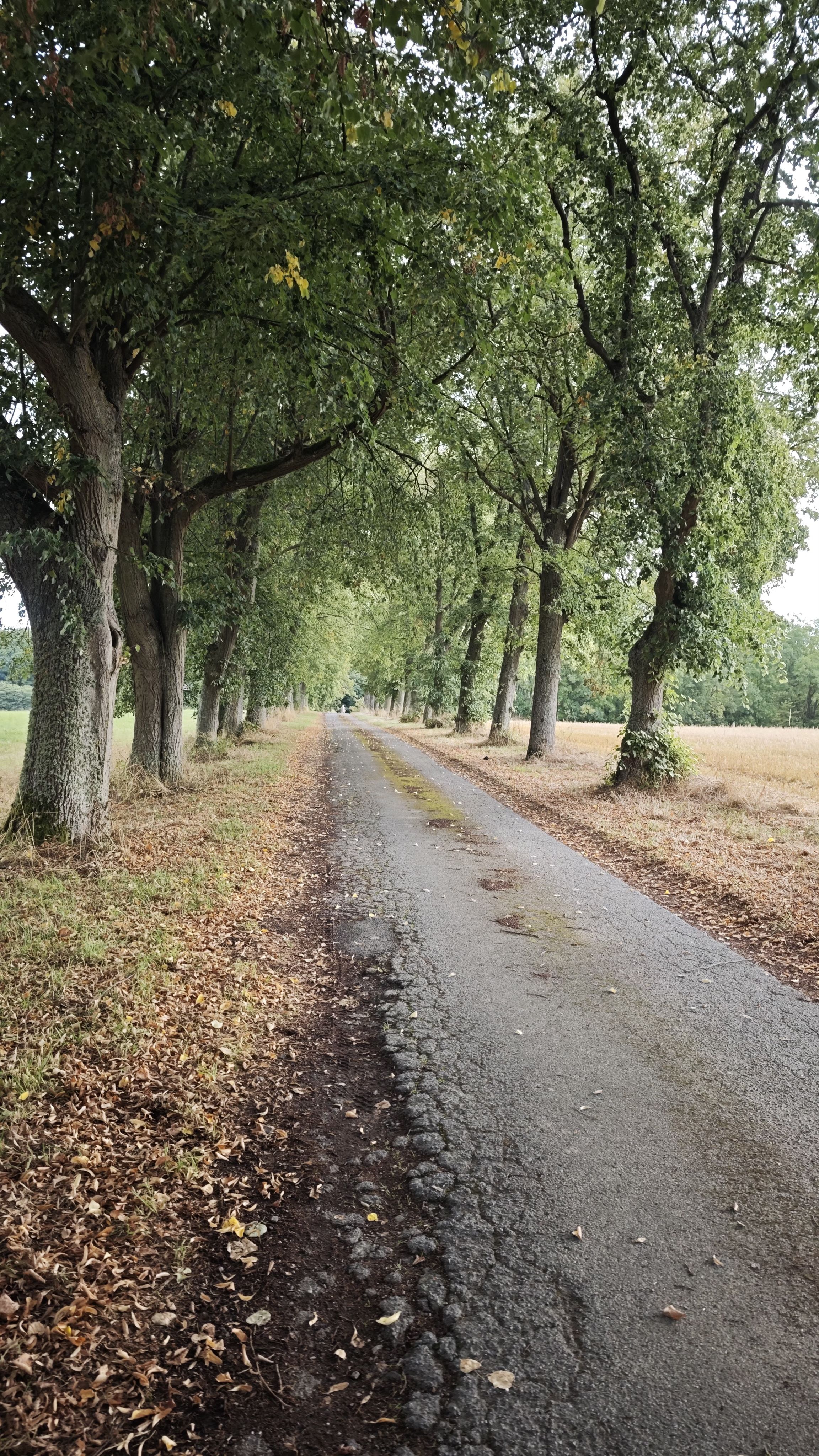 Peaceful rural road lined with lush green trees and fallen leaves in autumn.