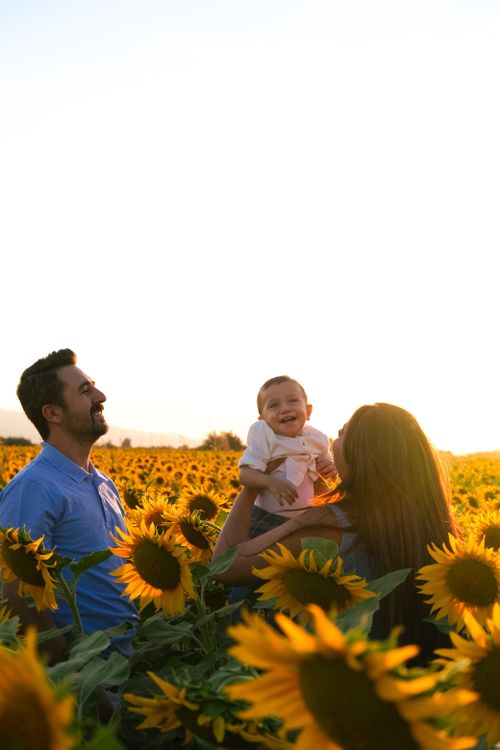 Free A joyful family moment captured in a vibrant sunflower field during sunset. Stock Photo