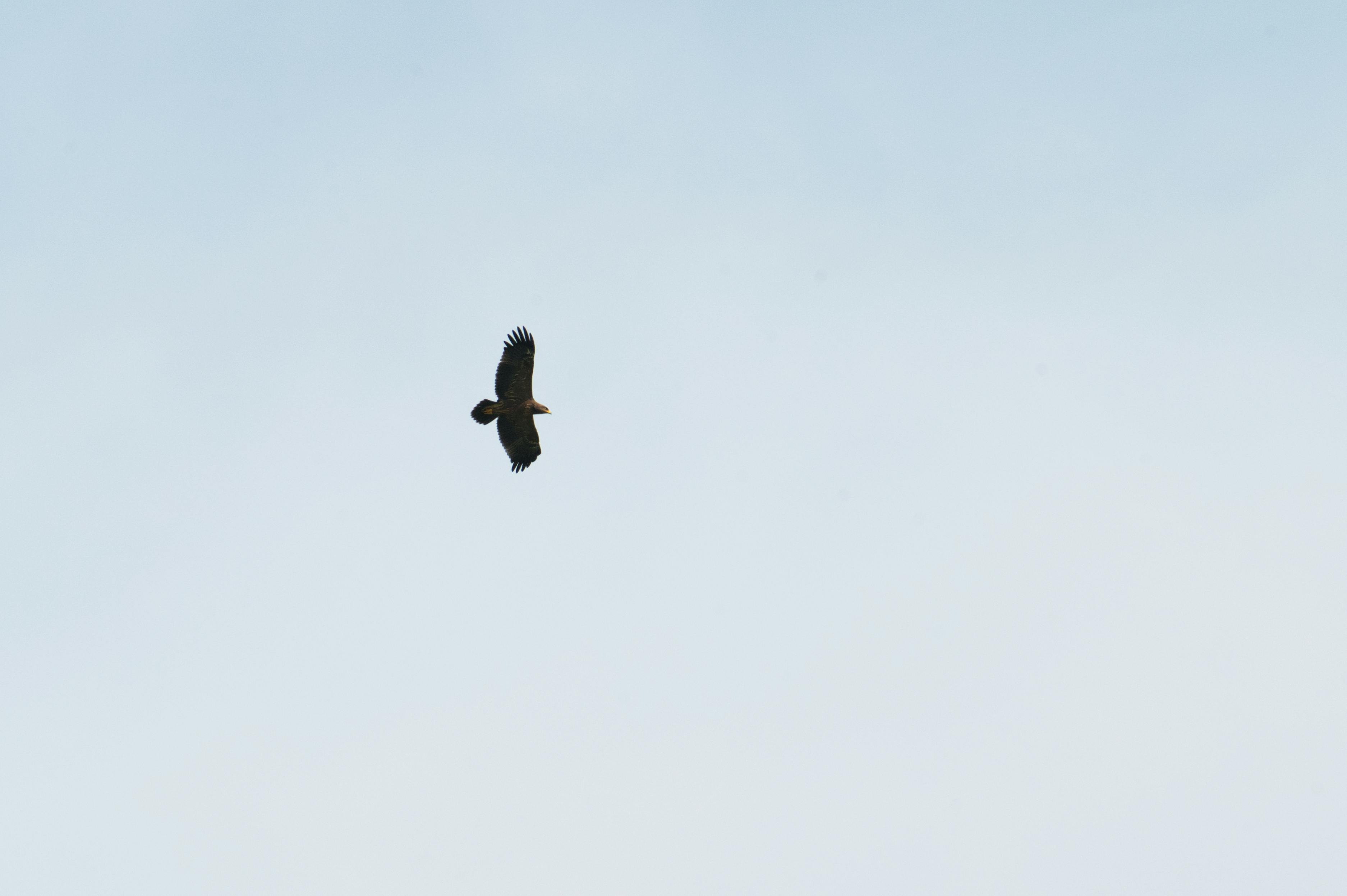 Future Prospects and Fan Expectations