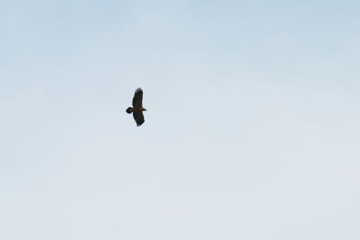 A majestic bald eagle flying high against a blue sky in Poprad, Slovakia.