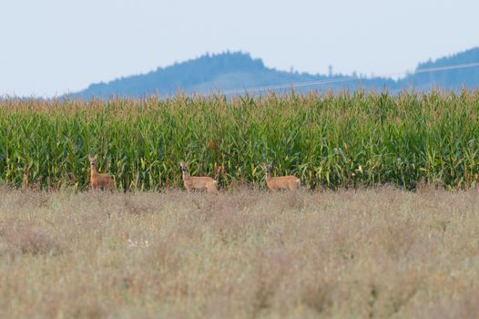 Three deer graze near a cornfield with a mountain in the background in Poprad, Slovakia.