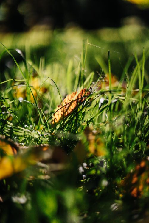 Free Macro shot highlighting autumn leaves mingling in vibrant green grass, signaling fall. Stock Photo